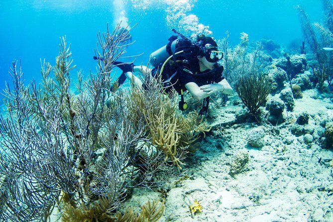 Introduction Shore Dive with Scubaçao (1 dive) - Introduction Shore Dive with Scubaçao (1 dive) — A Complete Review