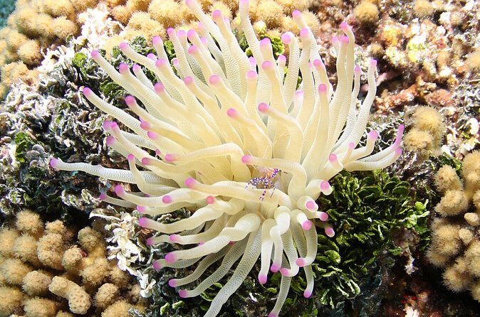 Introduction Shore Dive with Scubaçao (2 dives) - Who Should Book This Tour?