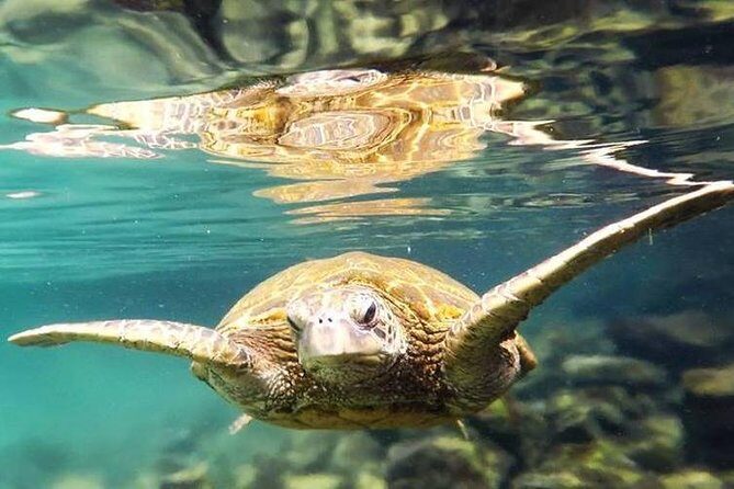 Introductory Beach Scuba Dive - FAQs