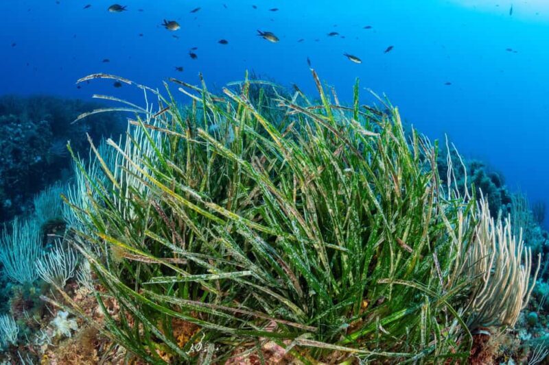 Introductory dive in Marseille - Who Would Appreciate This Experience?