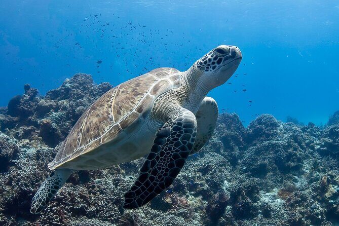 Introductory Diving Class in the Cozumel Reefs - The Reef Dives: Two Different Underwater Arenas