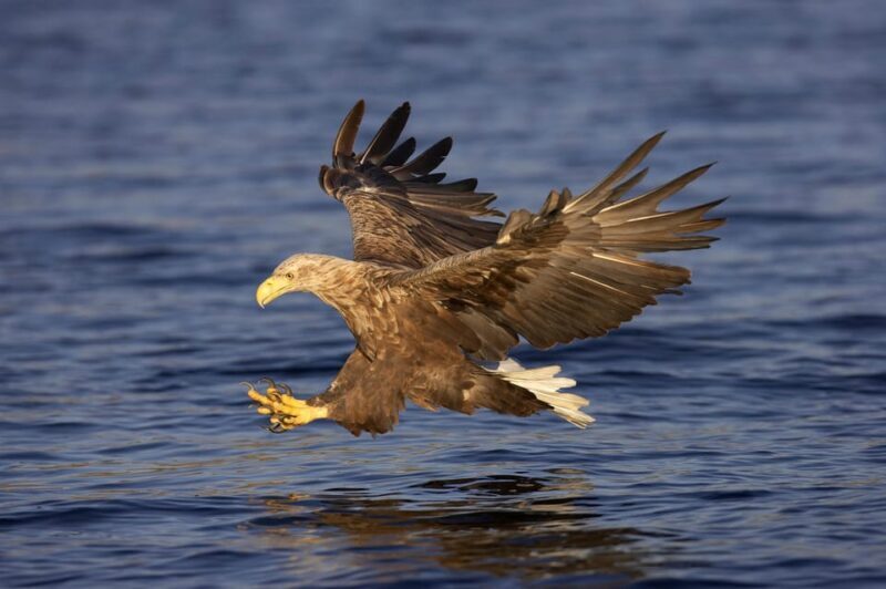 Inverness: Lochs, Waterfalls and Rewilding Experience - The Practical Side: What Travelers Need to Know