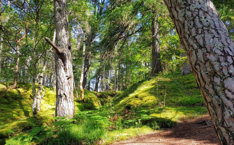 Inverness: Private Secret Hike to the Shores of Loch Ness - Authenticity and Value