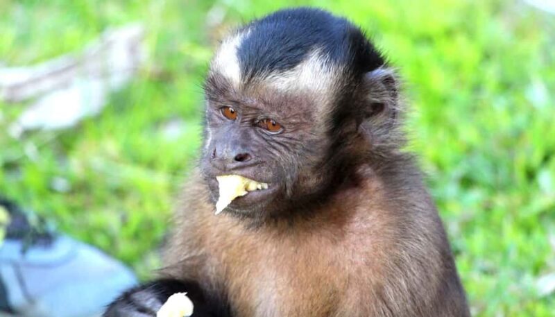 Iquitos: 2 Days and 1 Night Guided Amazon Jungle Tour - Key Points