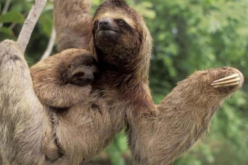 Iquitos: 2 days in the Amazon, a natural wonder of the world - Exploring the Amazon: A Closer Look at the Itinerary