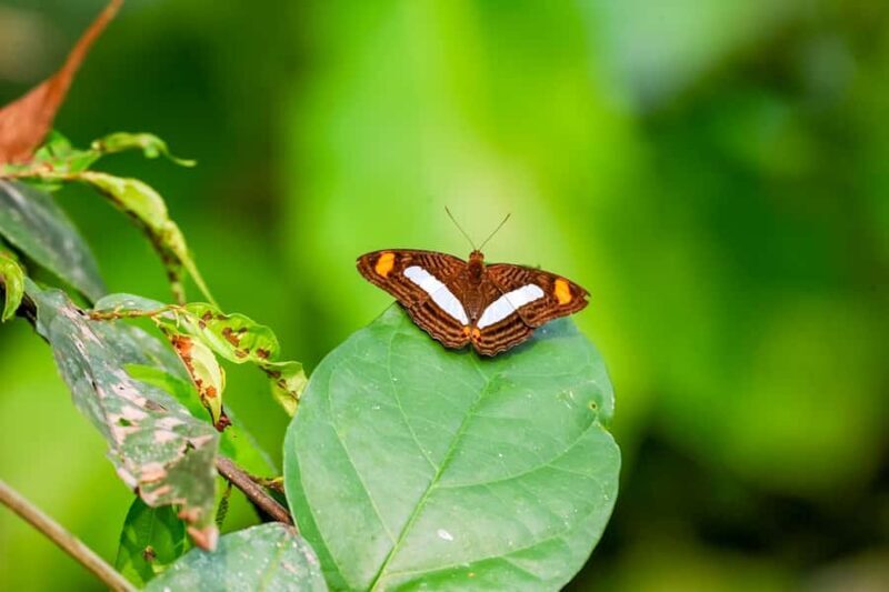 Iquitos: 6-Hour Amazon River Tour w/ Belén & Butterfly Farm - Practical Details and What to Expect