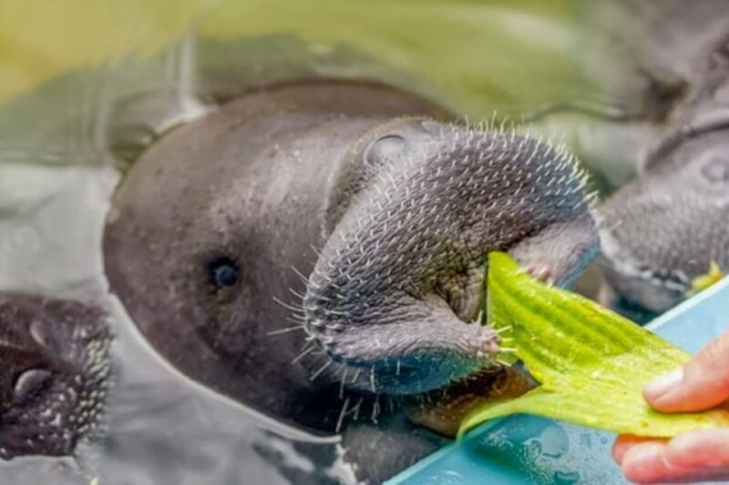 Iquitos: 6-Hour Amazon River Tour w/ Belén & Butterfly Farm - Final Thoughts: Is This Tour Right for You?