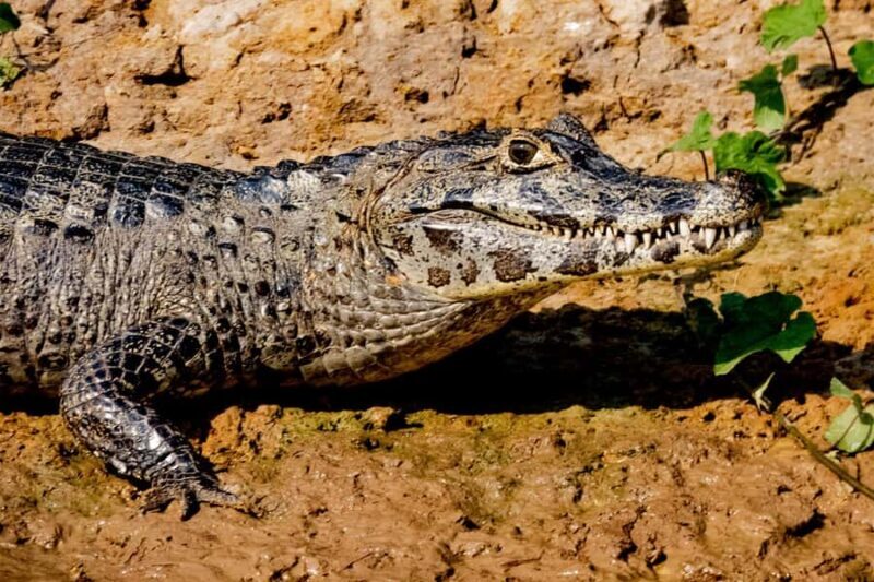 Iquitos: Amazon River and Tribes Day Trip - Value and Overall Impression