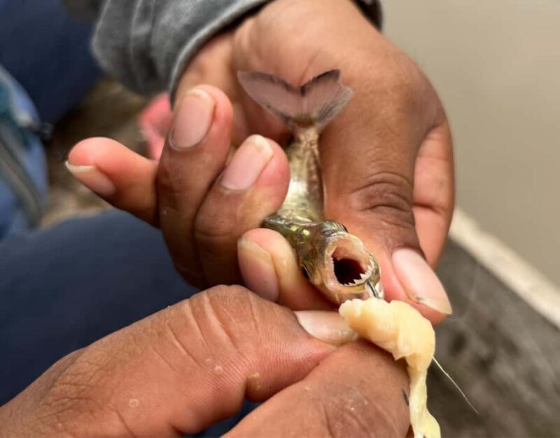 Iquitos: Amazonian Adventure in 2 Days - Jungle Lodge and Botanical Walks