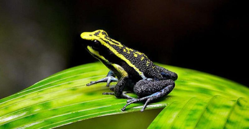 Iquitos: Full-Day Poisonous Frogs Valley Tour - Key Points