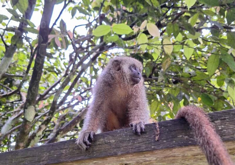 Iquitos: Full Day | Visit to Monkey Island (Official) - FAQ