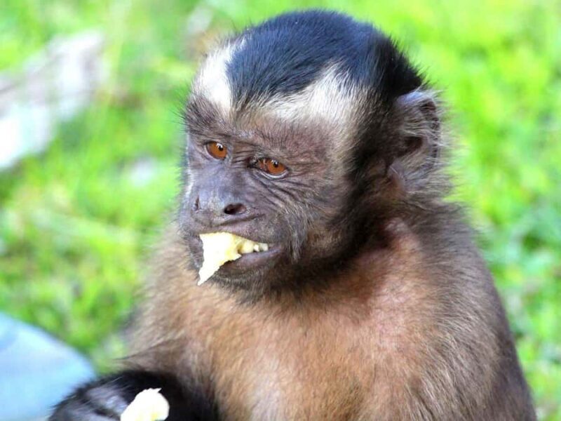 Iquitos: Incredible 4-Day Amazon Tour - Key Points