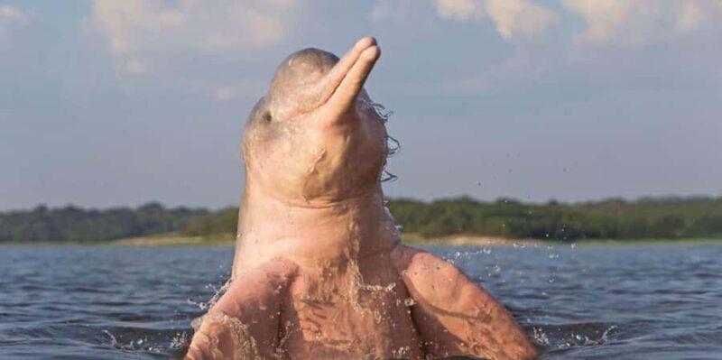 Iquitos: Incredible 4-Day Amazon Tour - Day 2: Wildlife at Neyser Island and Butterfly Farms