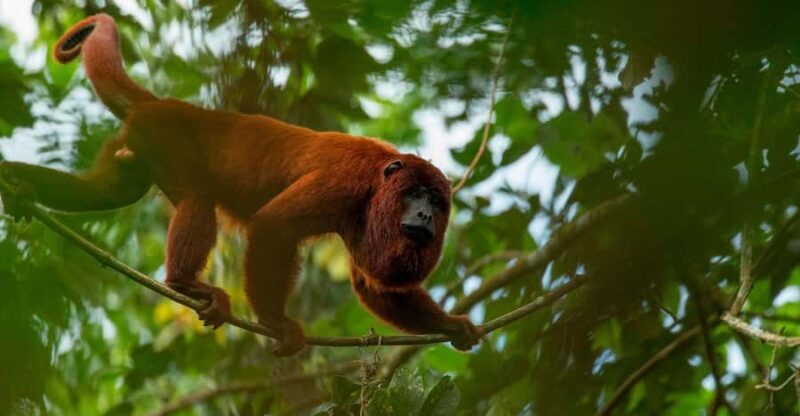 Iquitos: Monkey Island and Native Village Day Tour - A Detailed Look at the Iquitos: Monkey Island and Native Village Tour