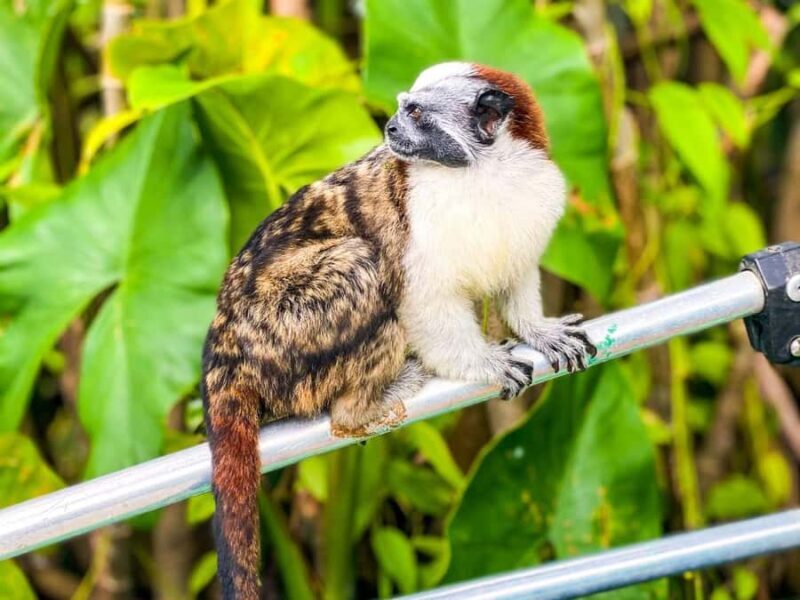 Iquitos: Monkey Island and Native Village Day Tour - FAQs