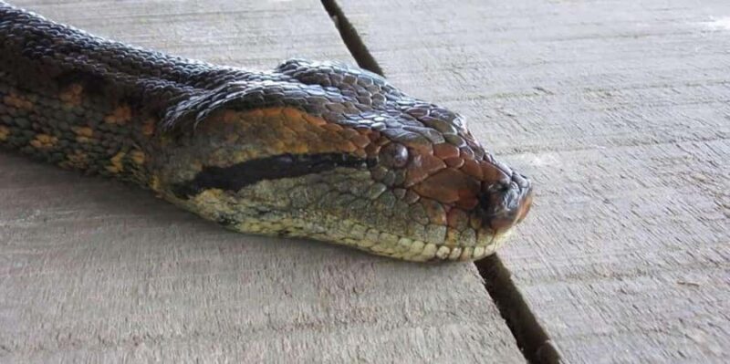 Iquitos: PACAYA- SAMIRIA 3 DAYS/2 NIGHTS - Day 1: From Iquitos into the Jungle