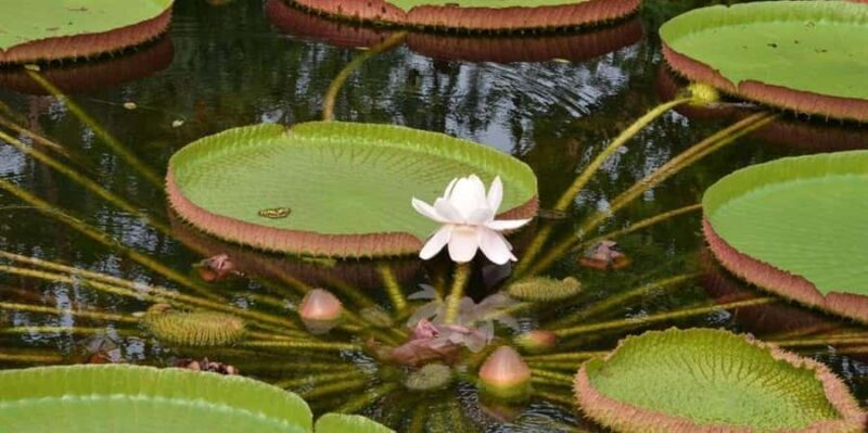Iquitos: PACAYA- SAMIRIA 3 DAYS/2 NIGHTS - Transportation & Group Dynamics