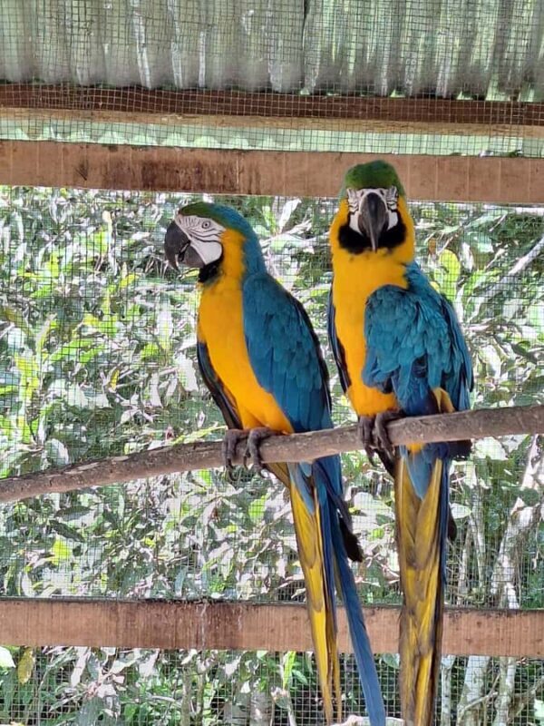 Iquitos: Pilpintuwasi Butterfly Farm and Native Communities - The Butterfly Sanctuary: Pilpintuwasi
