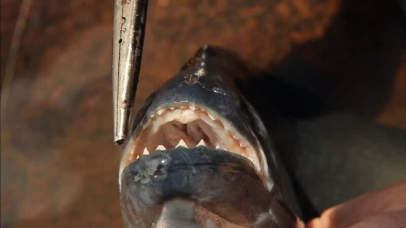 Iquitos: Piranha Fishing Experience in the Amazon jungle - In-Depth Review of the Piranha Fishing Tour