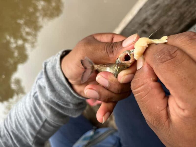 Iquitos: Piranha Fishing Experience in the Amazon jungle - FAQ