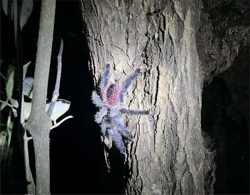 Iquitos: Private Tour of the Pacaya Samiria National Reserve - Exploring the Amazon with a Personal Touch