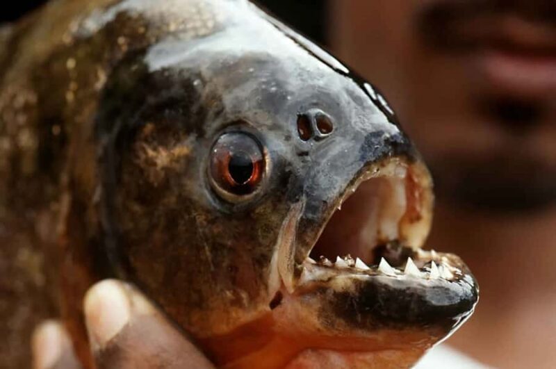 Iquitos: Visit the Exotic Belén Market + Venice Loretana - An In-Depth Look at the Tour