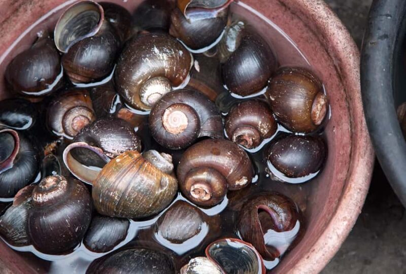 Iquitos: Visit the Exotic Belén Market + Venice Loretana - Who Will Love This Tour?