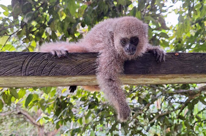 Iquitos: Visit to the authentic Monkey Island | Full Day - Who Will Love This Tour?