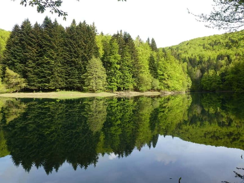 Irati Forest and Ochagavía Excursion - A Deep Dive into the Irati Forest and Ochagavía Tour
