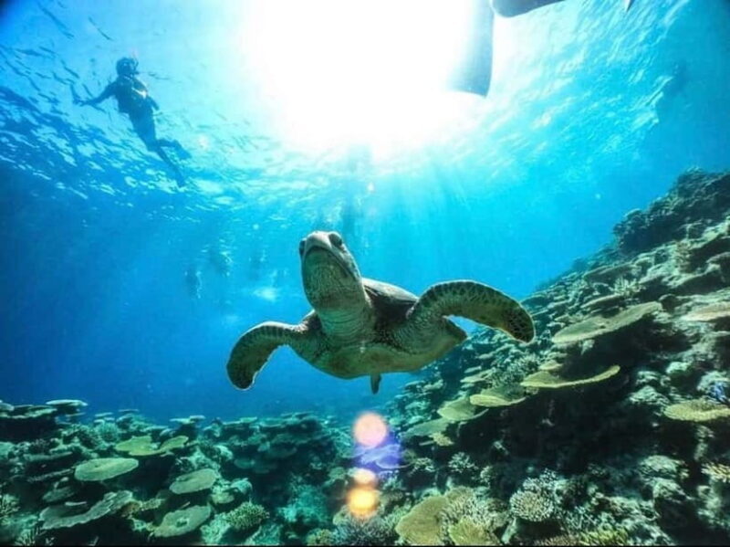 Iriomote: Boat Snorkeling Tour at Barasu Island - What to Expect From the Snorkeling Tour