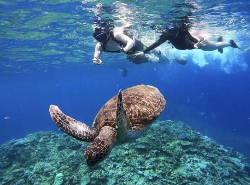 Iriomote: Boat Snorkeling Tour at Barasu Island - Who Should Consider This Tour?