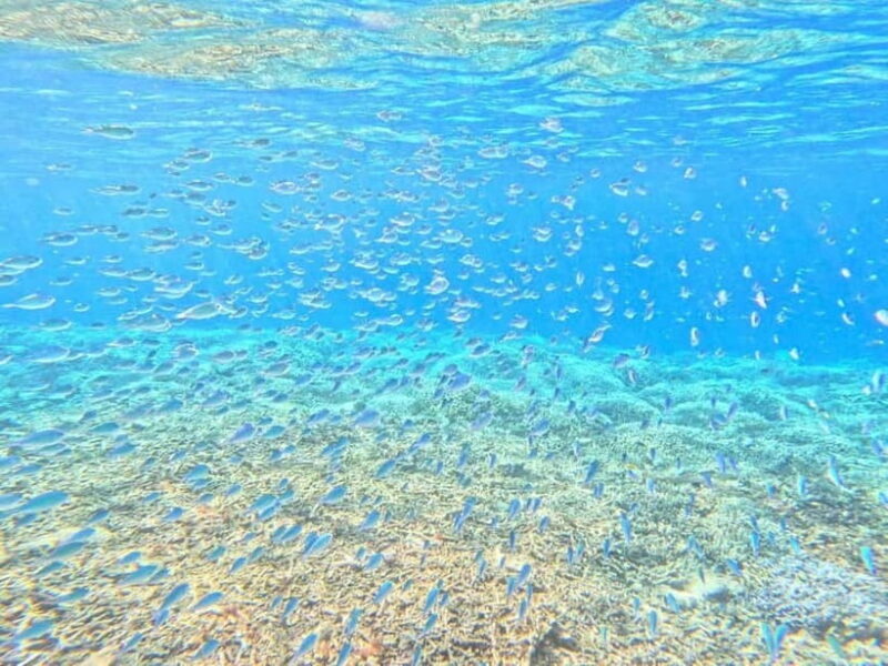 Iriomote: Boat Snorkeling Tour at Barasu Island - Frequently Asked Questions