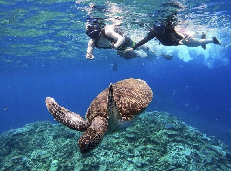 Iriomote Island: Barasu Island Snorkeling & Mangrove SUP or Canoe 1-Day Experience (Okinawa) - From mangrove river to reef in one day