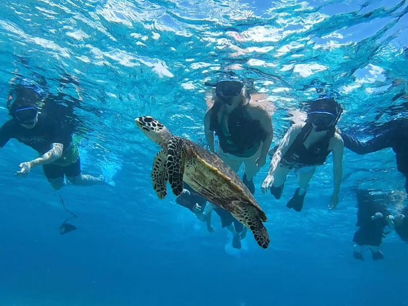 Iriomote Island: Barasu Island Snorkeling & Mangrove SUP or Canoe 1-Day Experience (Okinawa) - Should you book the Barasu Island and mangrove day?