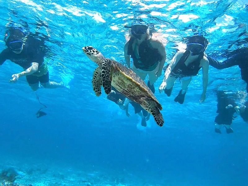 Iriomote Island: Half-Day Barasu Island Boat Snorkeling Experience (Okinawa) - A coral island that comes and goes with the tide