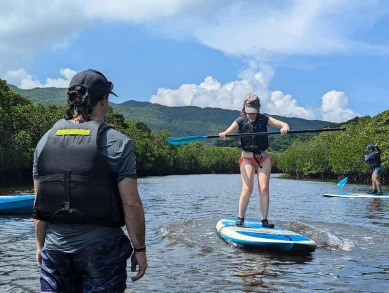 Iriomote island: Mangrove River SUP or Canoe Cruising Tour - Experience Iriomote’s Mangroves on a Canoe or SUP Tour