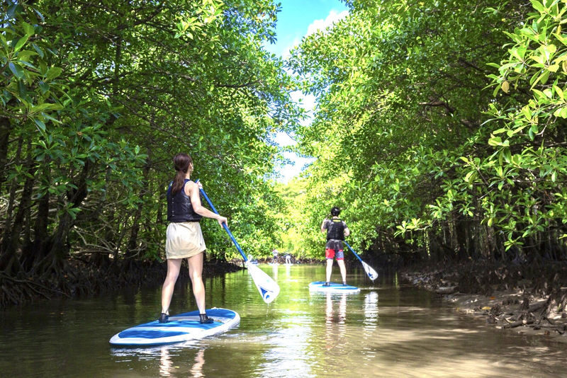 Iriomote Island Mangrove SUP or Canoe Half-Day Experience (Okinawa) - What the half-day schedule feels like