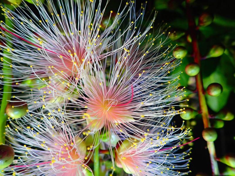 Iriomote Island Phantom Flower "Sagaribana" Viewing Tour: A Mysterious and Spectacular View that Blooms at Night and Scatters in the Morning [Limited Time: June to August] - Why sagaribana is worth seeing at night