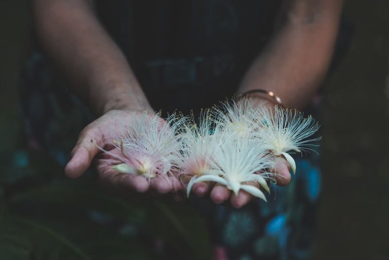 Iriomote Island Phantom Flower "Sagaribana" Viewing Tour: A Mysterious and Spectacular View that Blooms at Night and Scatters in the Morning [Limited Time: June to August] - What the guide adds to a short nature walk