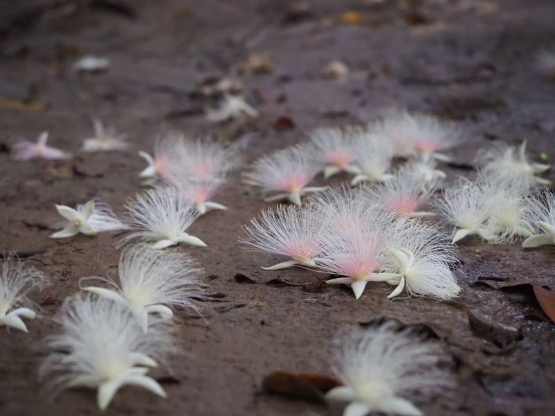 Iriomote Island Phantom Flower "Sagaribana" Viewing Tour: A Mysterious and Spectacular View that Blooms at Night and Scatters in the Morning [Limited Time: June to August] - Is $30.89 good value?