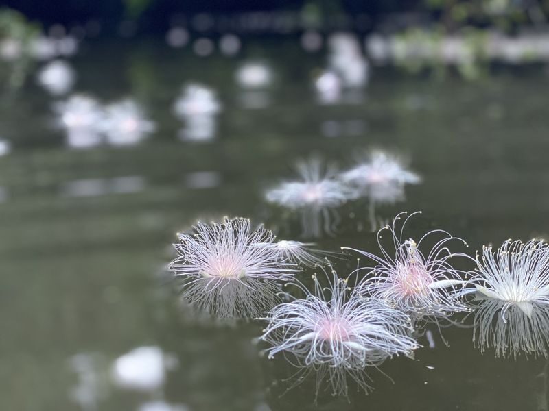 Iriomote Island Phantom Flower "Sagaribana" Viewing Tour: A Mysterious and Spectacular View that Blooms at Night and Scatters in the Morning [Limited Time: June to August] - Practical details that can make the evening easier