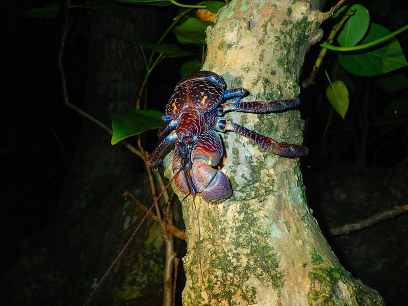 Iriomote Island Stargazing & Jungle Night Tour (Okinawa) - What the 8 p.m. start means for your evening