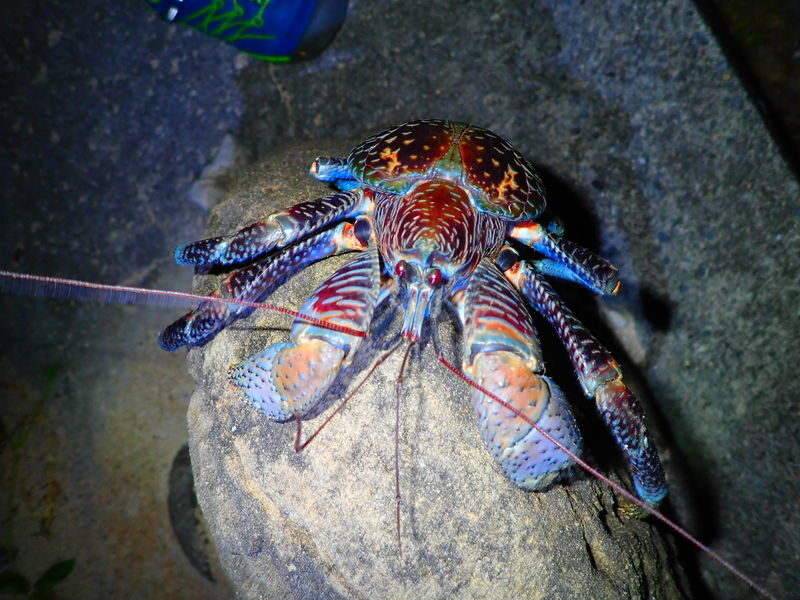 Iriomote Island Stargazing & Jungle Night Tour (Okinawa) - Is the price good value?