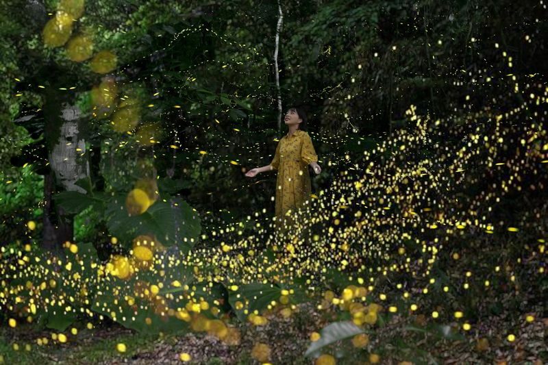 Iriomote Island: Sunset & Yaeyama Hime Firefly Watching Tour [Limited Time: March - May] - What matters most before you book