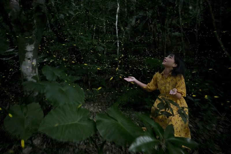 Iriomote Island: Sunset & Yaeyama Hime Firefly Watching Tour [Limited Time: March - May] - Why the no-light rule is worth following