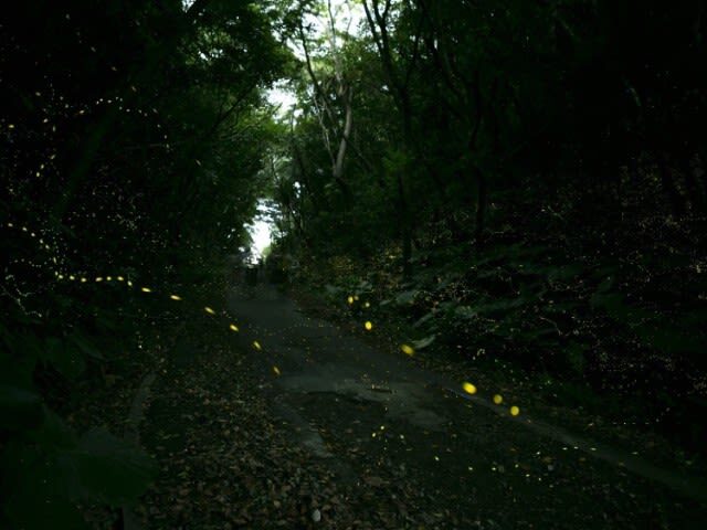 Iriomote Island: Sunset & Yaeyama Hime Firefly Watching Tour [Limited Time: March - May] - A guided outing for beginners, with sensible limits