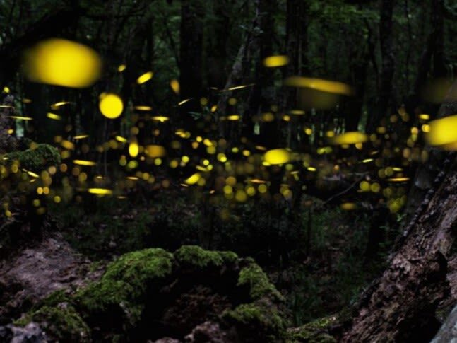 Iriomote Island: Sunset & Yaeyama Hime Firefly Watching Tour [Limited Time: March - May] - Who will enjoy this tour most