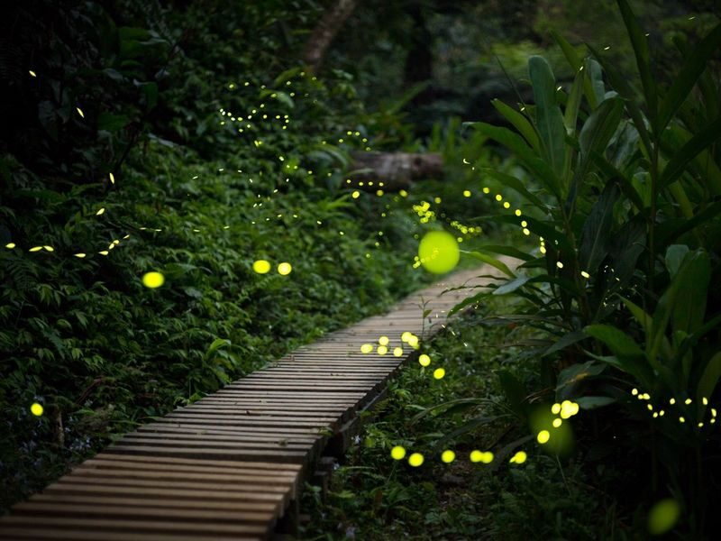 Iriomote Island: Sunset & Yaeyama Hime Firefly Watching Tour [Limited Time: March - May] - Should you book the firefly tour?