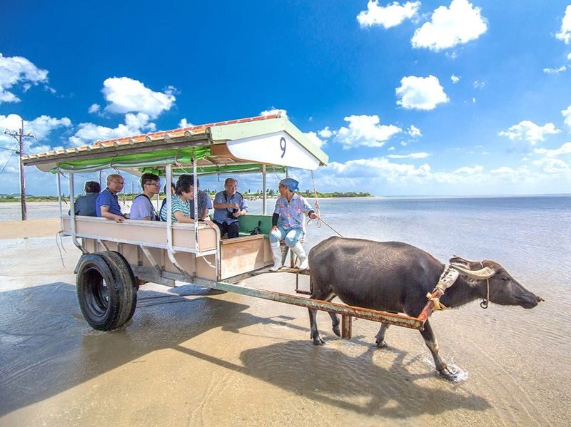 Iriomote Island: Yubu Island Sightseeing & Customizable 1-Day Experience (SUP or Canoe/Snorkeling/Canyoning) - At a glance