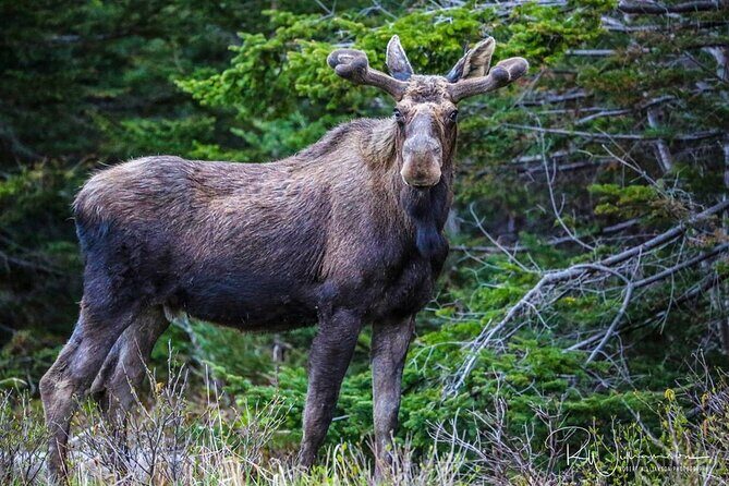 Irish Loop Smartphone Audio Driving Tour - What You’ll Love About This Tour